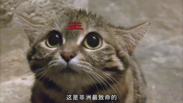 非洲最致命的猫科,黑足猫,据说能撂倒长颈鹿!