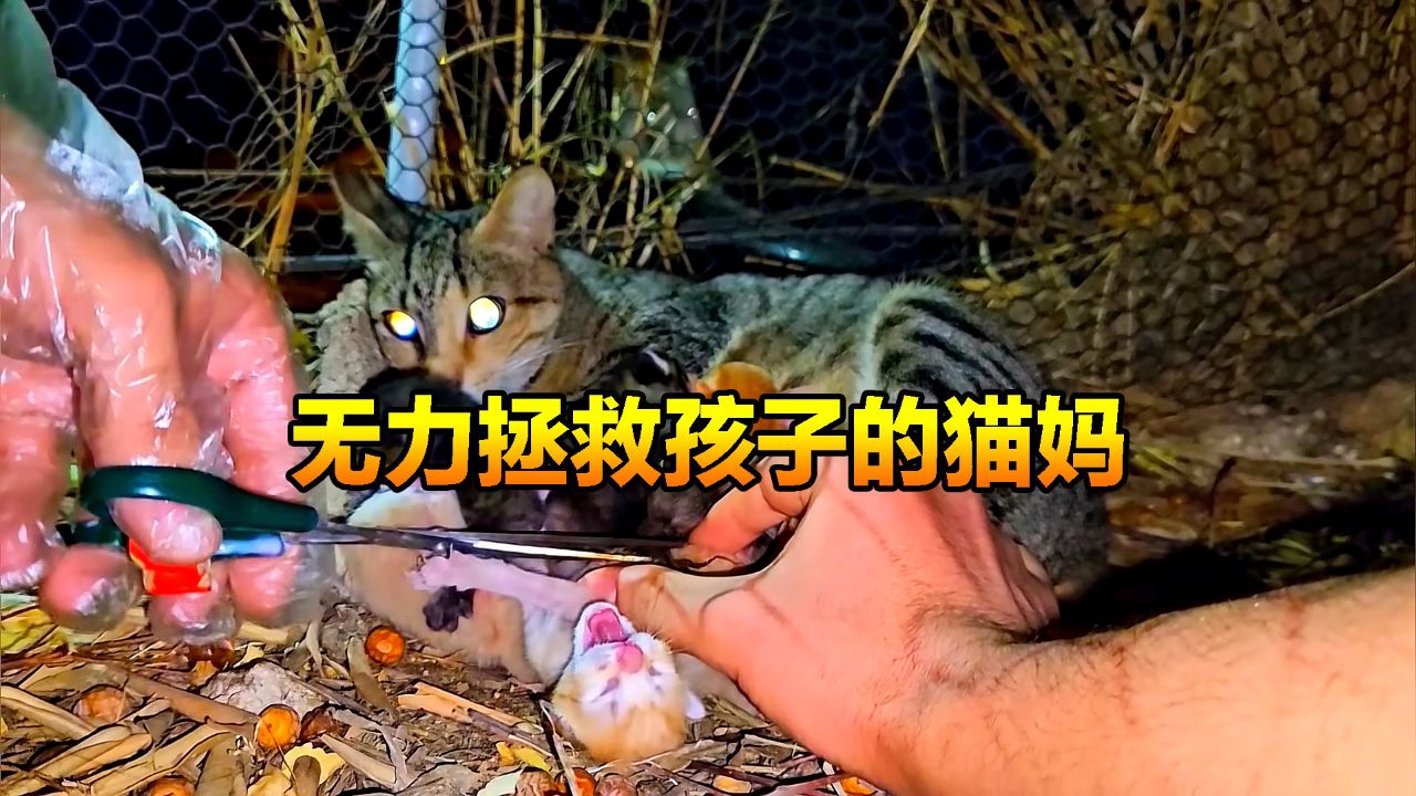 人类残忍对待刚出生的小奶猫,猫妈妈却无能为力,究竟怎么会呢