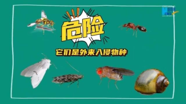 劳动者之歌 | 蒋红波:从田野到实验室 用科技守护国门生物安全