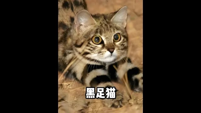 拳头大的卡吉米,居然是头猛兽