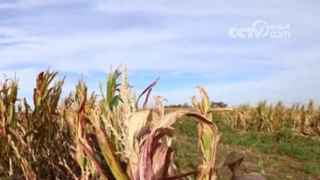 关注极端天气,遭遇叶蝉虫害侵袭,阿根廷玉米产量或明显下降