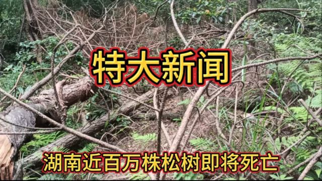 特大新闻,湖南近百万株松树面临失水和营养即将死亡