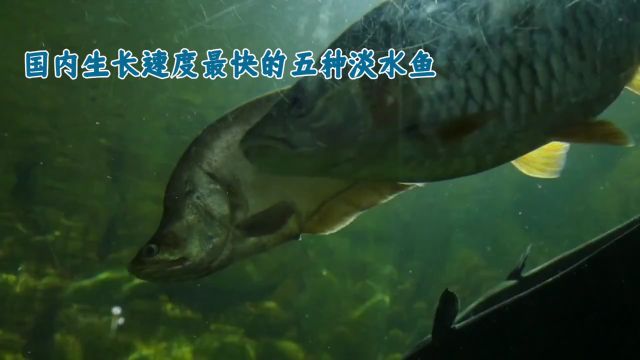 国内生长最快的几种淡水鱼