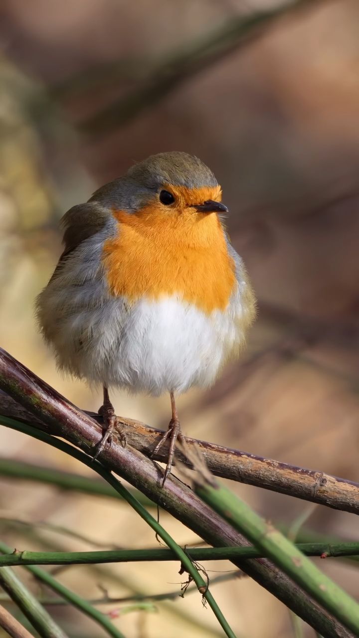 知更鸟,姿态优雅,歌声清澈,常在晨曦中演奏着大自然的乐章