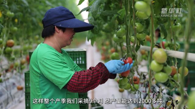 河南濮阳:“番茄工厂”不粘泥