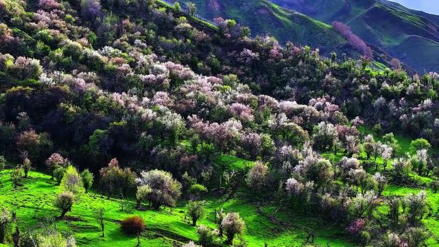 天哪!美炸了!伊犁植物园百年野果林山花怒放开得也太狂野了吧