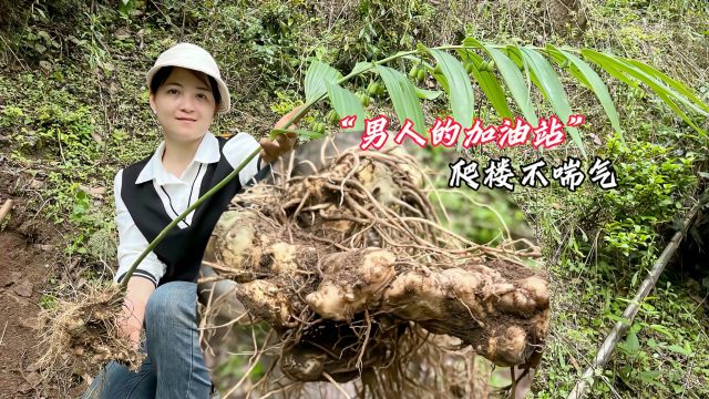 挖到8年以上的野生黄精,人称“男人的加油站”,懂的人到处寻找