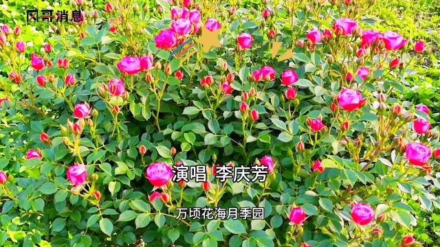 五月花如朝霞映河池,醉倒文人画师赞月季!徽县河池公园月季花开等你来!