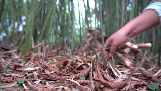 沉浸式掰野竹笋了,这种笋子吃的就是一个嫩