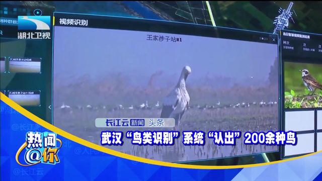 武汉“鸟类识别”系统“认出”200余种鸟