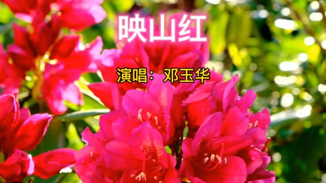 经典红歌《映山红》