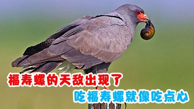 福寿螺的天敌出现了,吃福寿螺就像吃点心,成吨福寿螺被消灭