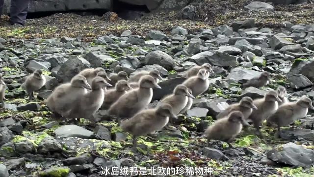 揭秘冰岛被子加工厂,偷走鸭子的绒毛,制作成60万一张的鸭绒被