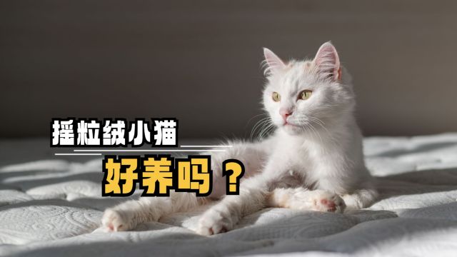 摇粒绒小猫好养吗?看完就知道了