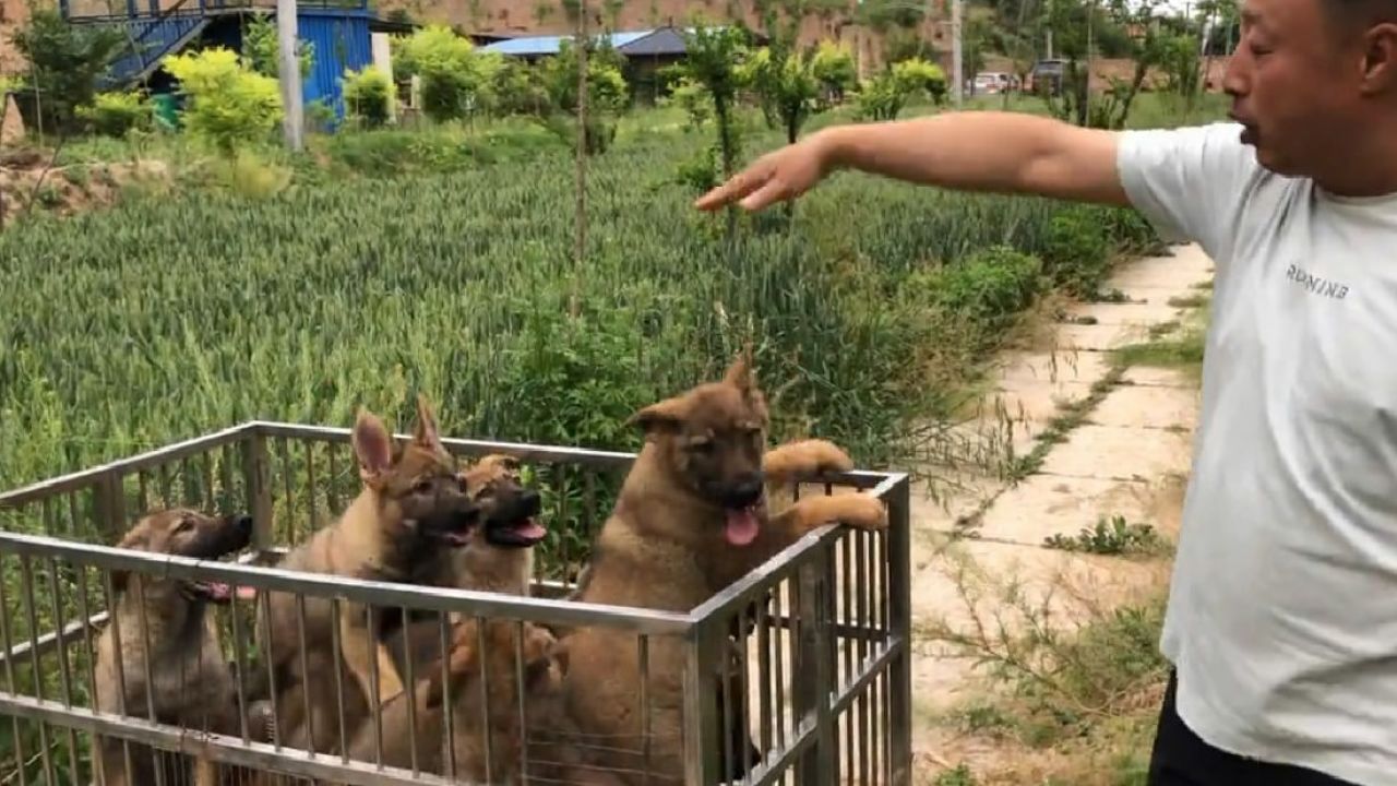 草黄精品昆明犬,8只5公3母,3个月大各方面都特棒,来欣赏下