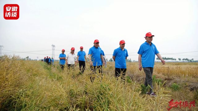 陕油28油菜观摩会在安庆市望江县漳湖镇成功举办