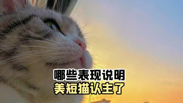 哪些表现,说明美短猫认主了