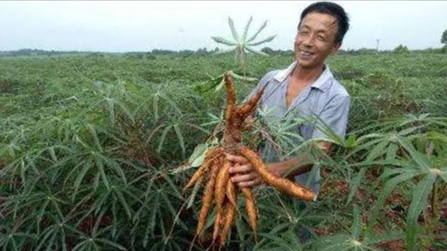 老美喂猪都不用的植物,引入中国后大量种植,完事高价出口美国