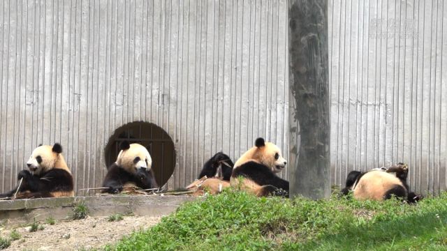 国际青年齐聚四川雅安溯源“熊猫老家”