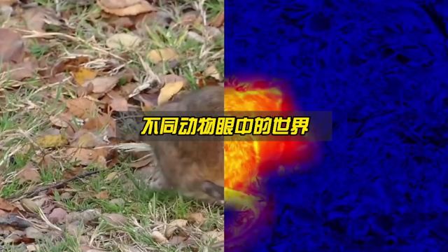 动物眼中的世界长什么样?超出你的想象!