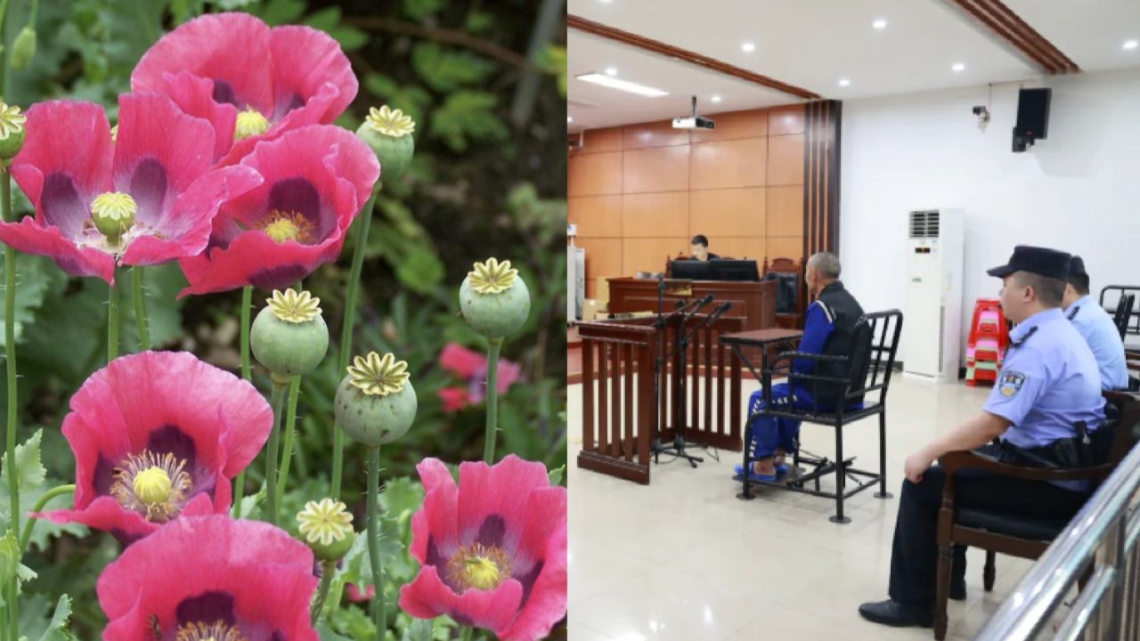 68岁老人非法种植毒品原植物被处罚后,再次种植1667株罂粟被判刑