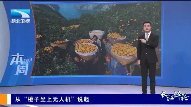 秭归的橙子会“飞”!这事儿登上了多家主流媒体!