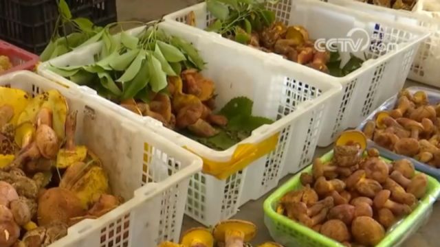 云南各地野生菌大量上市,野生菌虽美味,但要注意莫乱吃