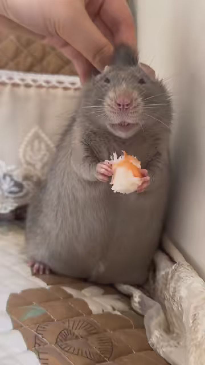 蓝娃真乖 #养鼠日常分享 #花枝鼠