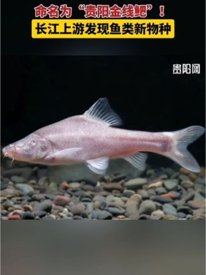 命名为"#贵阳金线鲃"!长江上游发现鱼类新物种 #动物世界 #新发现