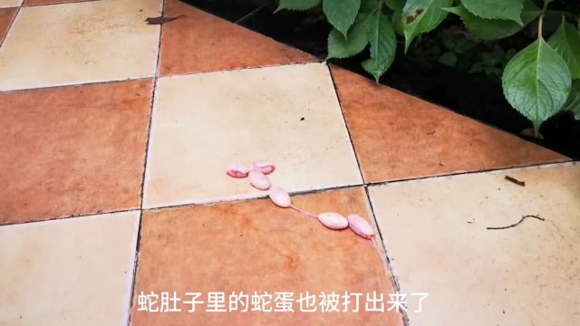 蛇狗大战,还得看田园犬的战斗力#狗狗#动物#蛇