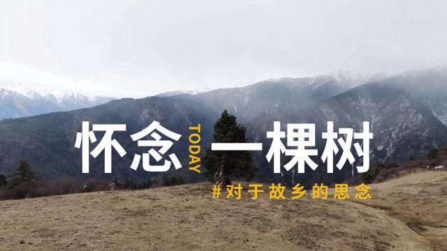 川西理县米亚罗斯博果的一棵树