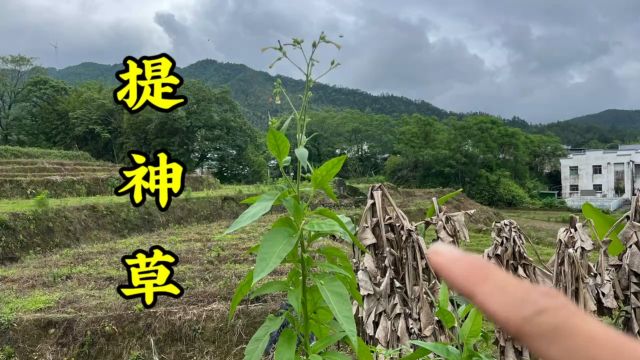 老一辈常说的“提神草”,它的叶片越吃越上瘾,女人却很讨厌它