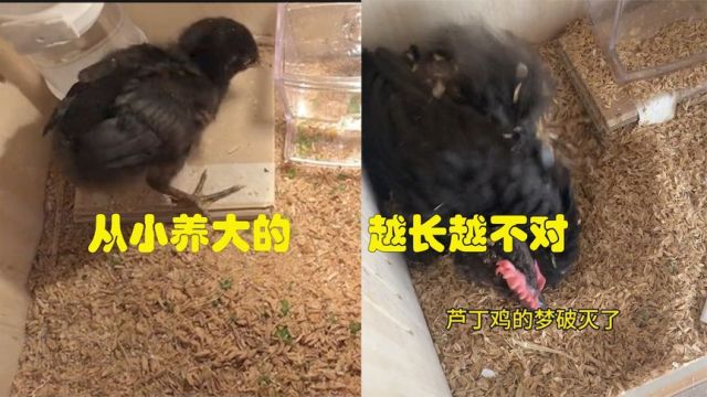 女子养大超市送的芦丁鸡,期待能下蛋,没想到越长大越不对劲