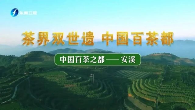 安溪好茶!从“一茶”独秀到“百茶”齐放