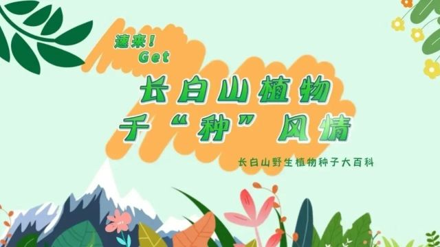 探秘!长白山植物千“种”风情~兴安圆柏