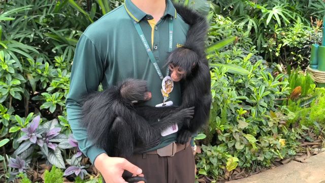 奶爸带着小黑蜘蛛猴姐妹出来遛弯,给现场游客讲解它们尾巴构造