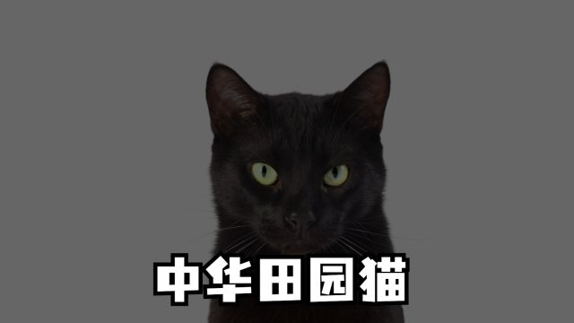 中华田园猫,你知道哪些?