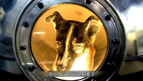 唯一一只登上太空的动物，流浪狗莱卡最终的结局是怎样的？