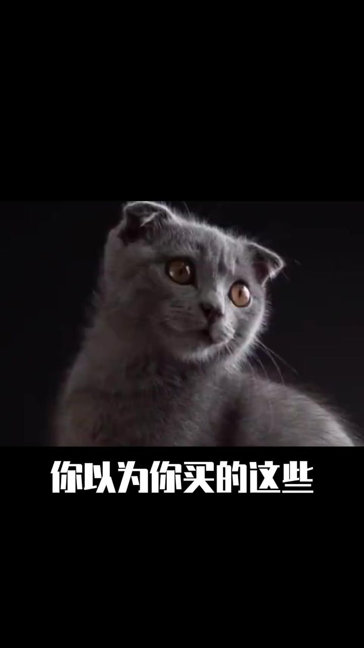 人造宠物真相,没有买卖就没有没有伤害! 你有买过这些网红宠物吗?