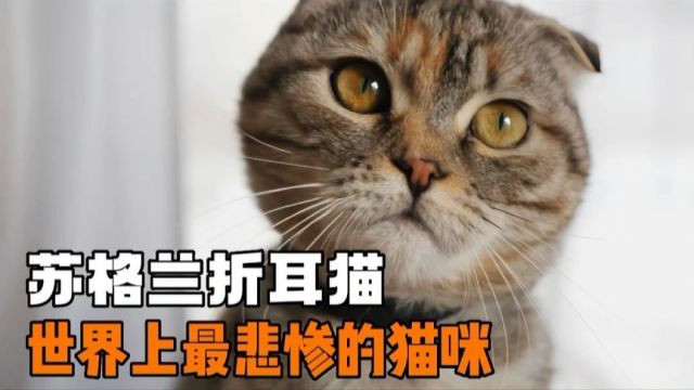 苏格兰折耳猫悲惨的一生,值得每一个人深思