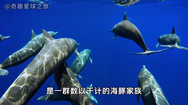 海洋世界:大型猎食场面,感受生命的气息