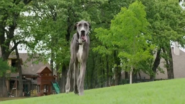 地球上体型最大的八种猛犬知识科普动物科普藏獒大型猛犬