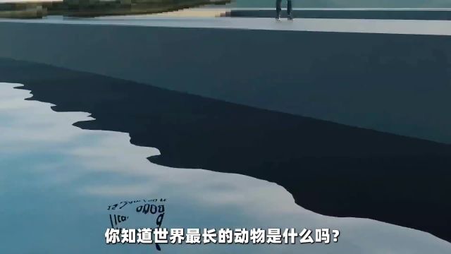 你知道地球最长的动物是什么吗?