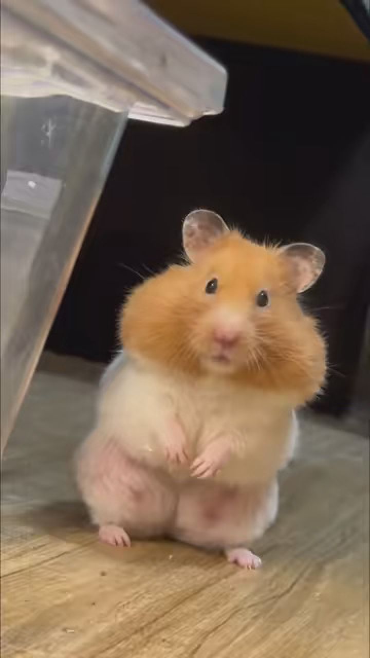 像一串糖葫芦#金丝熊仓鼠 #养鼠日常分享 #艾特你想艾特的人