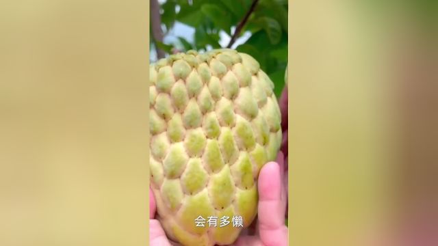 释迦果种植:中国本土种植,让番荔枝价格锐减!#释迦果#番荔枝 2