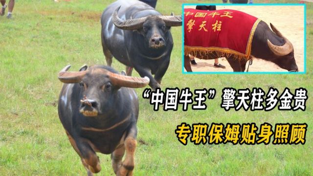 “中国牛王”擎天柱究竟有多猛?秒杀上任牛王,别人出50万都不卖