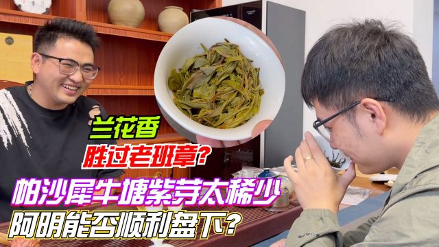 兰花香胜过老班章?帕沙犀牛塘紫芽太稀少,阿明能否顺利盘下?