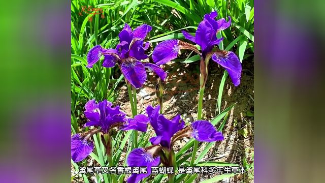 鸢尾草原精 | 细腻温暖草本香 被誉为“蓝色妖姬”