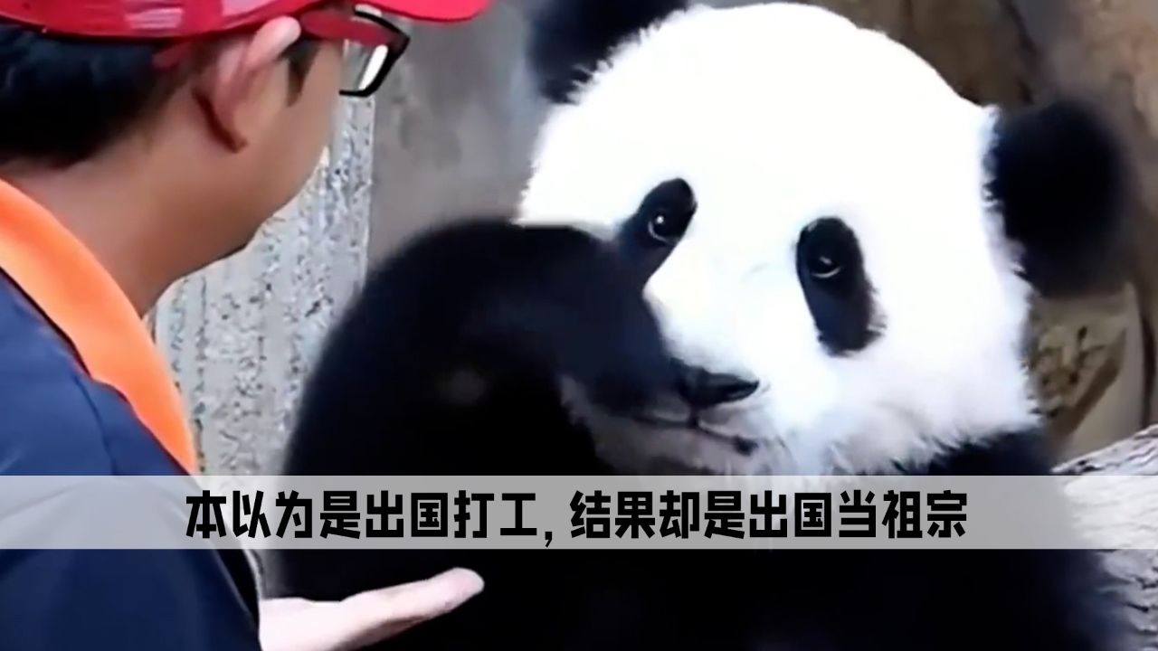 本以为是出国打工,结果却是出国当祖宗,马来西亚对熊猫就是溺爱
