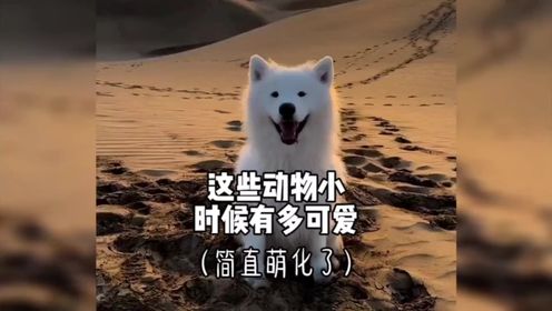 这些动物小时候有多可爱，简直萌化了_高清1080P在线观看平台_腾讯视频
